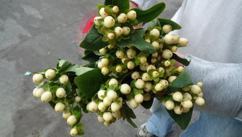 Hypericum Cool Romance