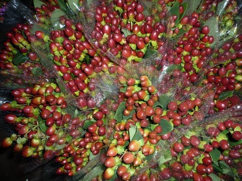 Hypericum Excellent Flair