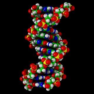 [dna+strand+model.jpg]