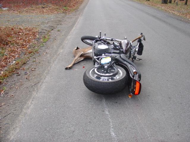 [deer+vs+motorcycle.JPG]