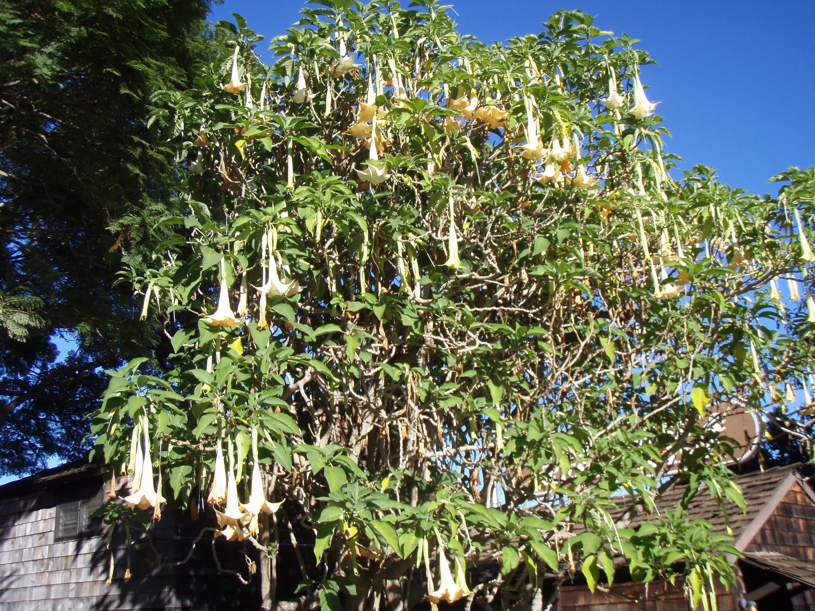 Ghetto Gardens Hawaiian flowers and plants