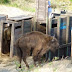 Bisontes en la montaña palentina