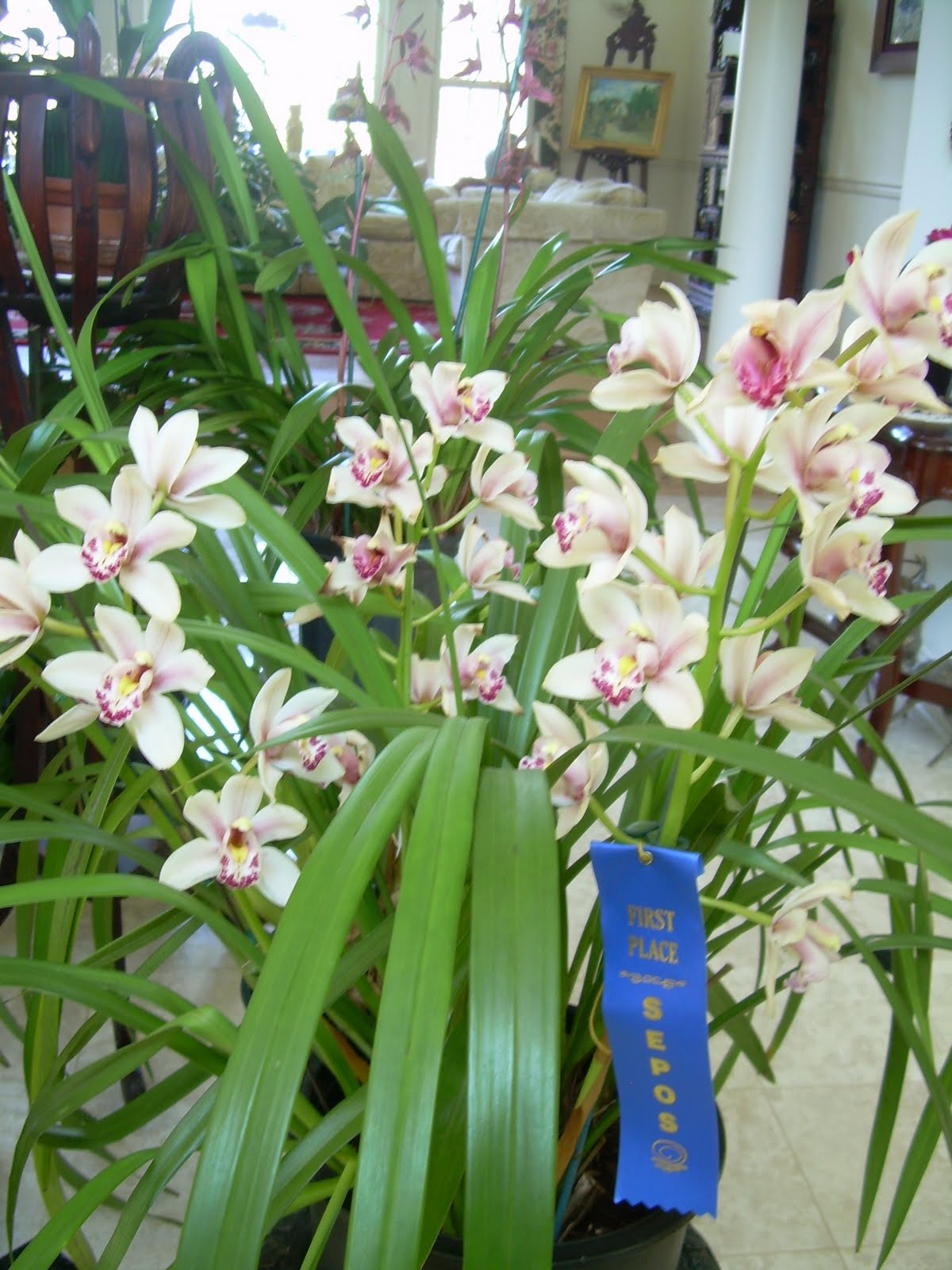 Orchids and Ikebana Longwood Gardens SEPOS Orchid Show