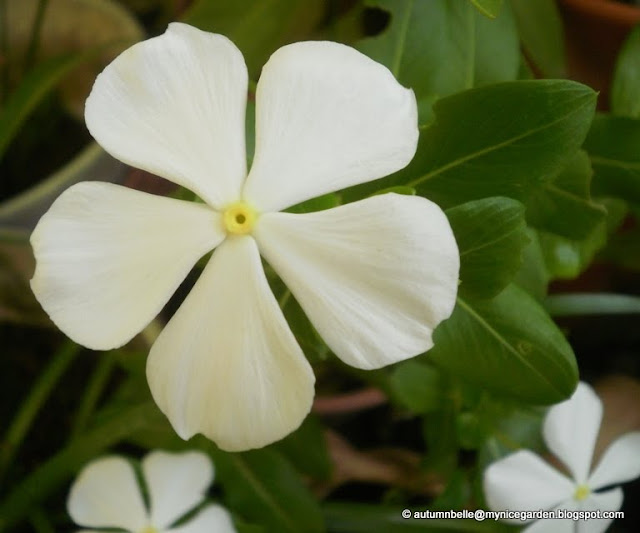 My Tropical Plants Finder Catharanthus roseus 'Alba' White Vinca