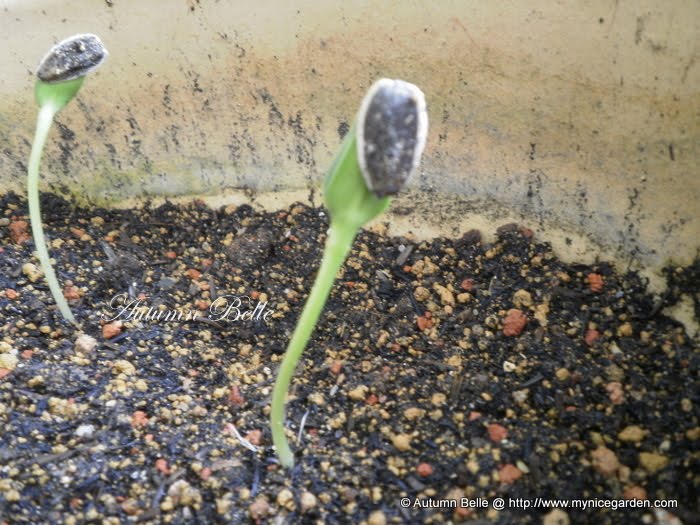 My Nice Garden My Miniature Sunflowers