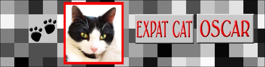Expat Cat Oscar