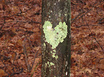 love-ly lichen