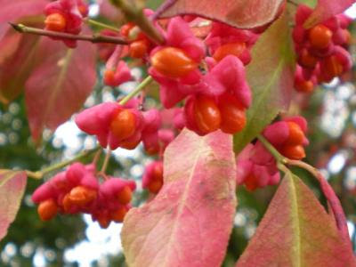 autumn colours: red spindle berries, Euonymus europaeus