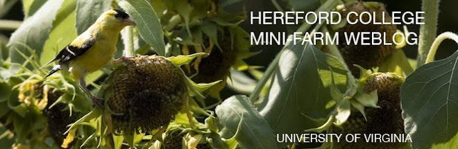 Hereford Residential College Mini-Farm Weblog