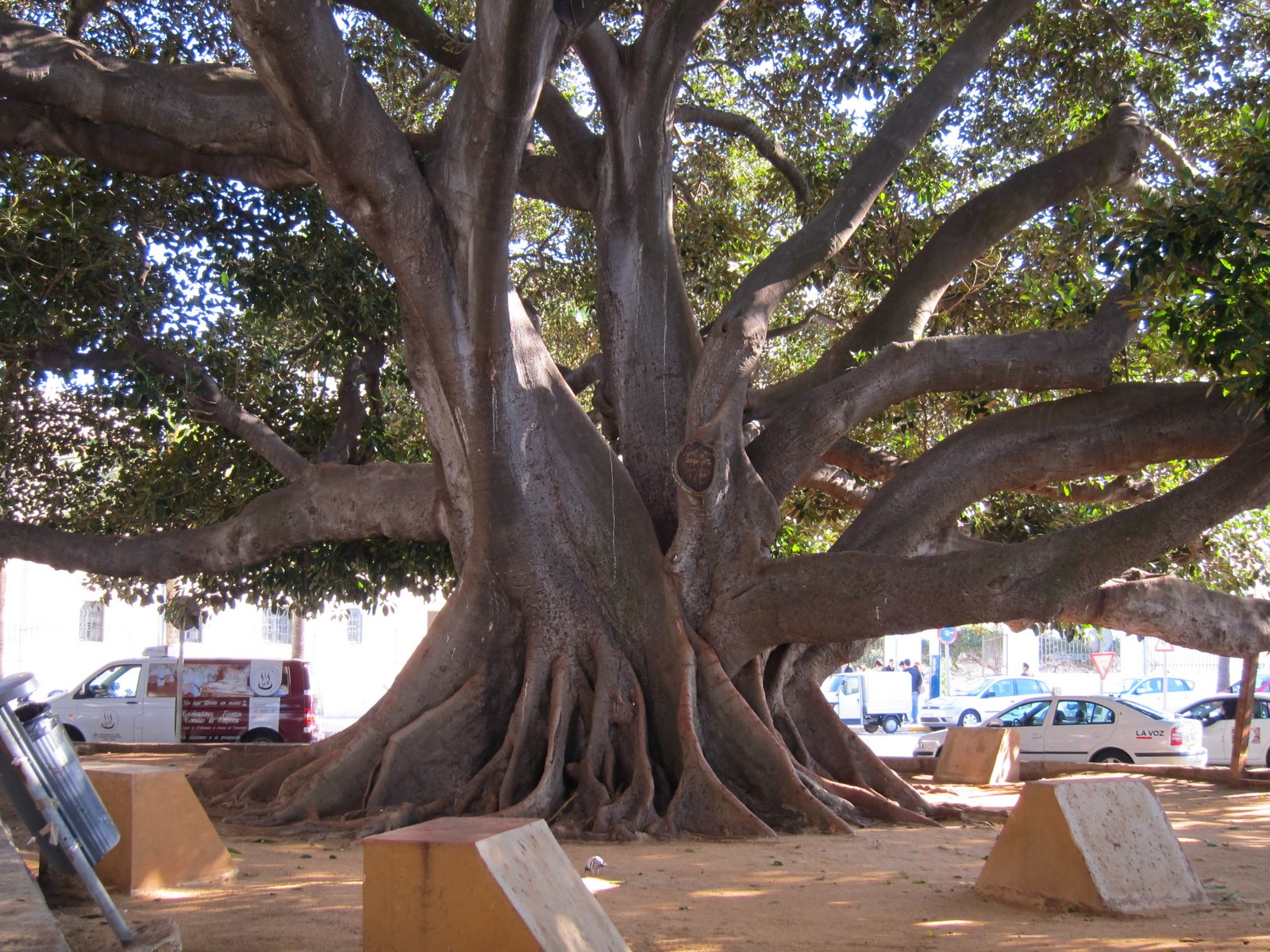 Two large Ficus trees