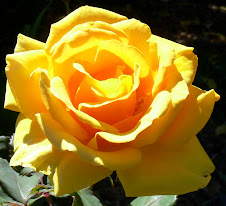 MacTavish Rose