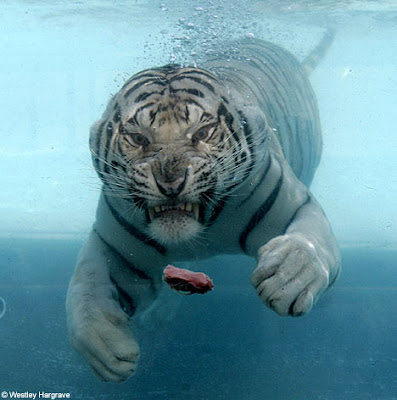 http://1.bp.blogspot.com/_kGNb335i_Dc/SaLPoT1r-1I/AAAAAAAAAmI/fqnIrDrc3Fo/s400/swimming+tigers.jpg