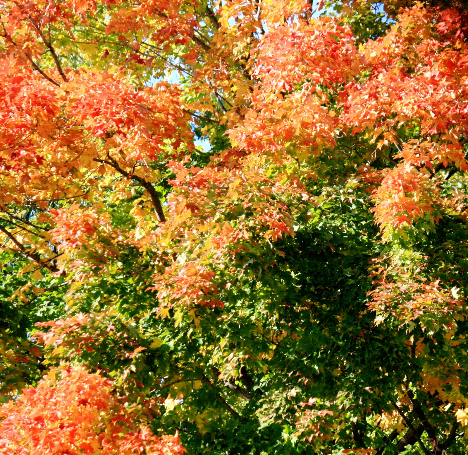 Dappled Color