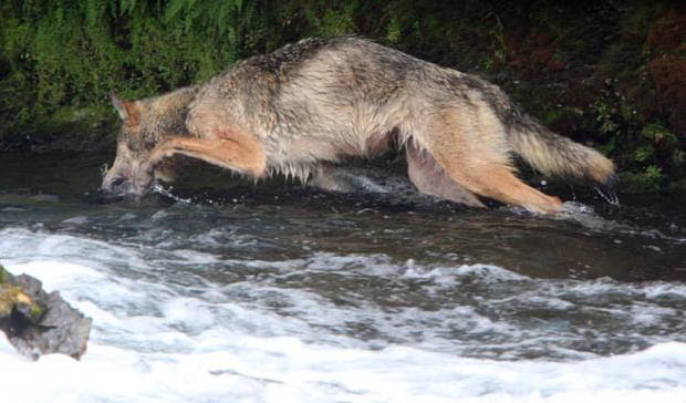 Bayou Renaissance Man: Have you ever seen a wolf fishing?