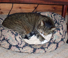 Contented Jazz cat in the dog's bed