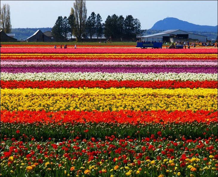 Campos de flores na Holanda!! - Jeito de Casa - Blog de Decoração e