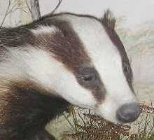 British Badger (not a painting, but a Victorian stuffed specimen)