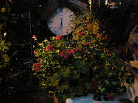 geraniums in the green housse