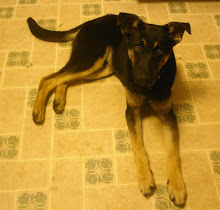 Thor, our new puppy