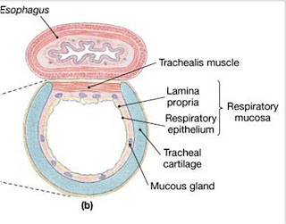 ENT for medical students: TRACHEA - Anatomy diagram of the esophagus and trachea 