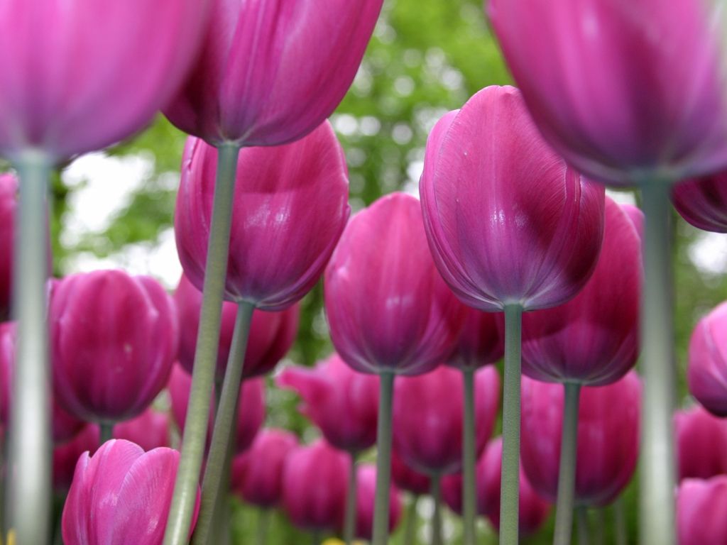 [morozov-tulip1.jpg]