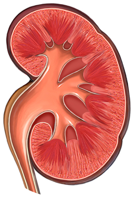 [kidney2.jpg]