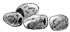 [bobcat+scat.jpg]