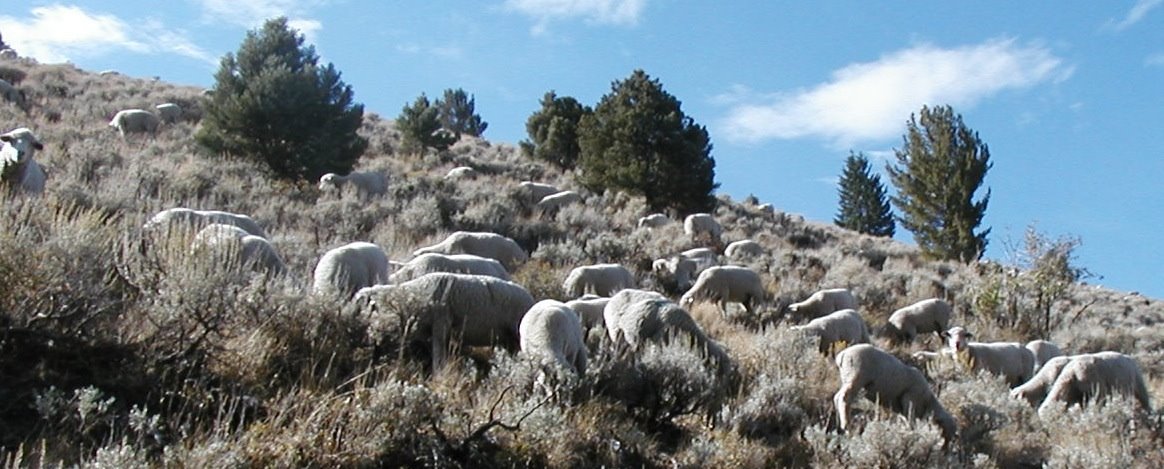 [Shingle+sheep2.JPG]