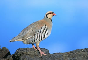 [chukar4sm.jpg]