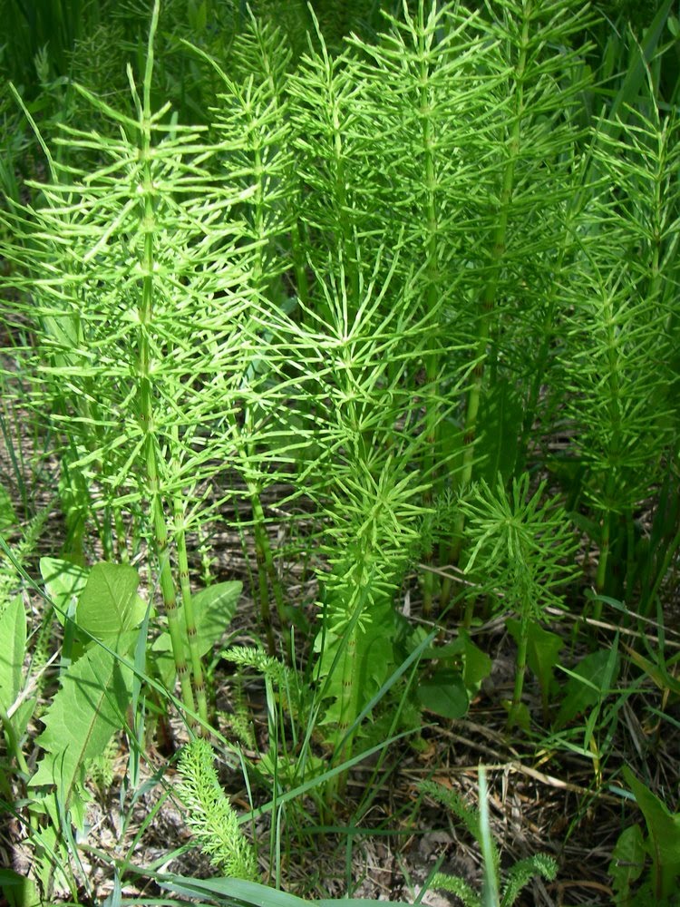 A Plant a Day Field HorsetailEquisetum arvense