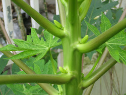 Carica papaya