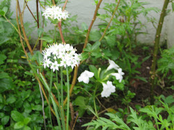 WHITE DIPTERACANTHUS PROSTRATUS