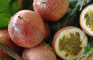 THE SPRIT OF THE PASSIONFRUIT