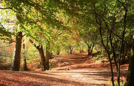 [two+in+the+woods.jpg]