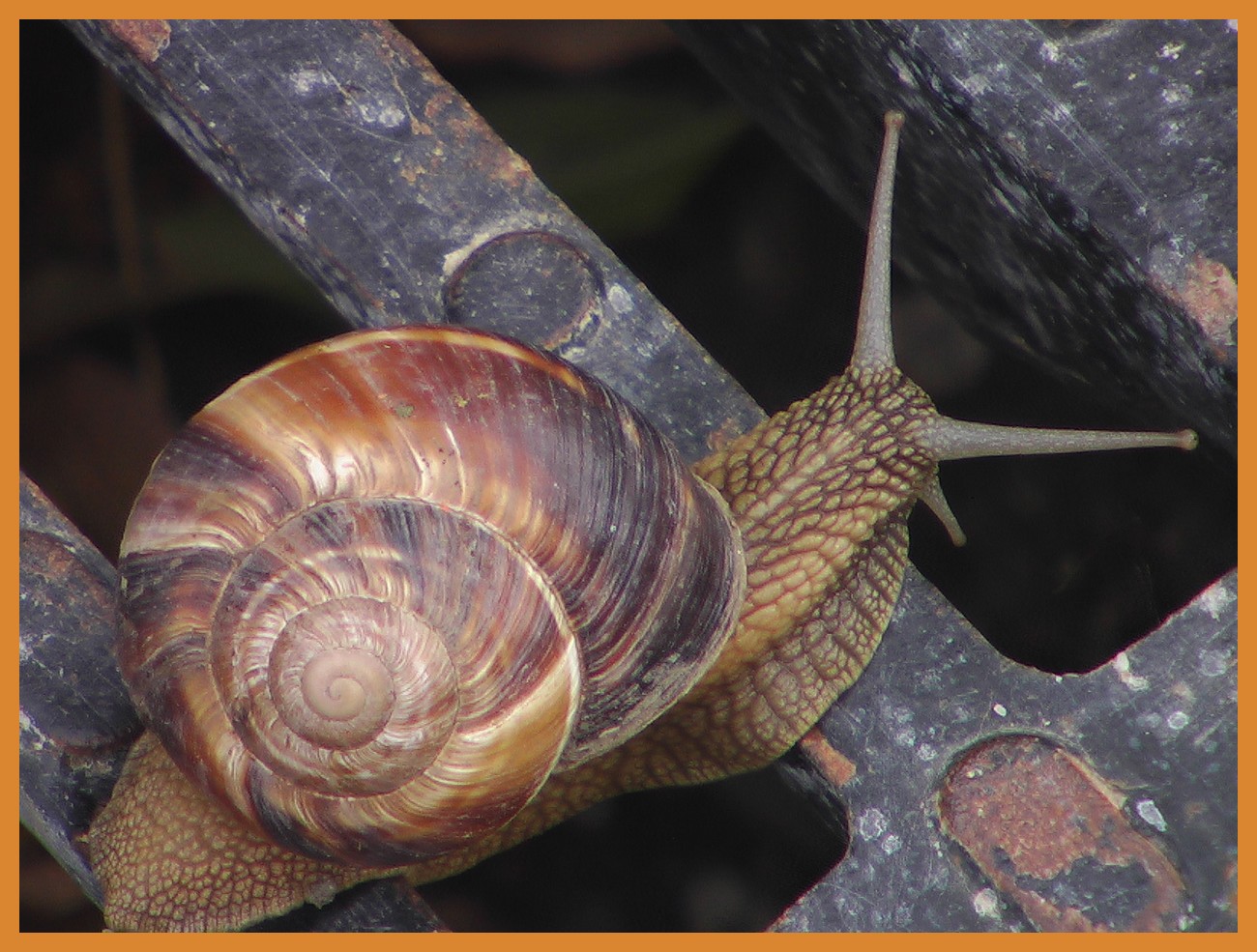 Chanson Des Escargots Qui Vont à L'enterrement Pdf