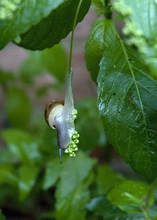 trumpet-snails.jpg