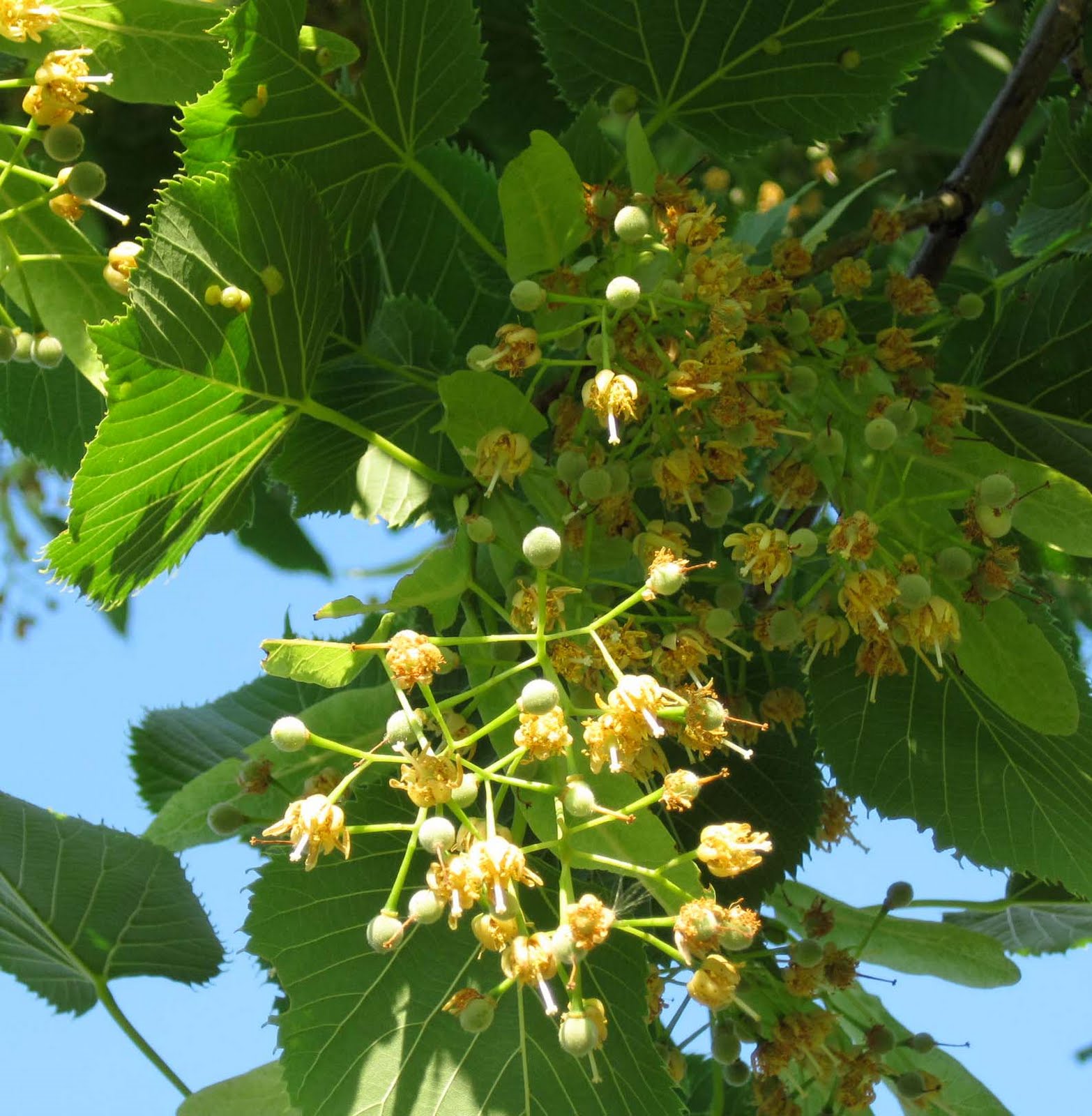 Gordon W. Fredrickson: American Basswood