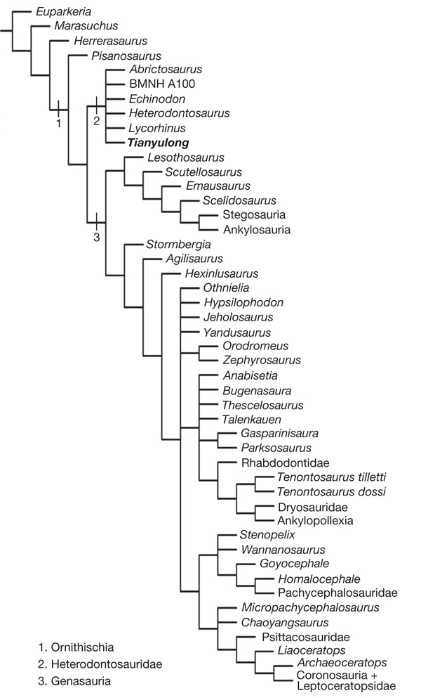 what is meant by ontogeny recapitulates phylogeny