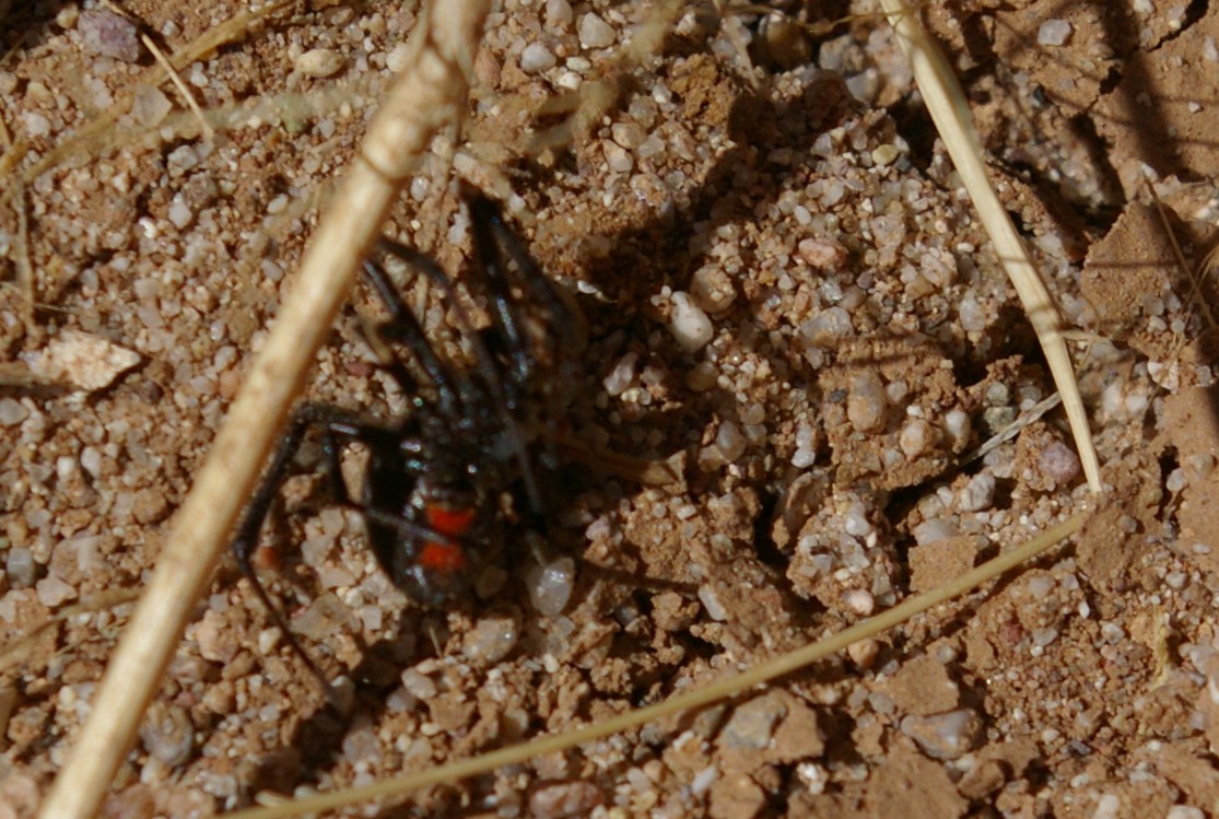 Arizona Gronseth Report Black Widow!