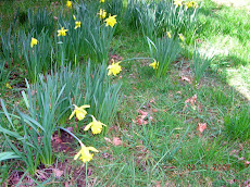 Flowers on our Ranch
