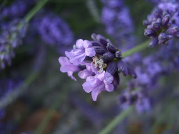 Malarkey Lavender