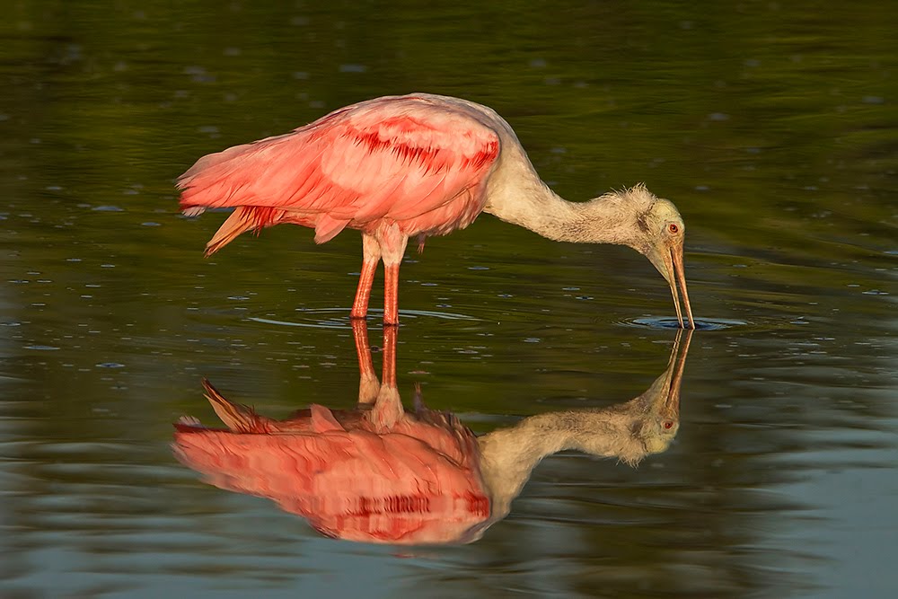 Scott Evers Photography Seen any Spoons?