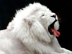 Un lion blanc, signe des temps nouveaux!