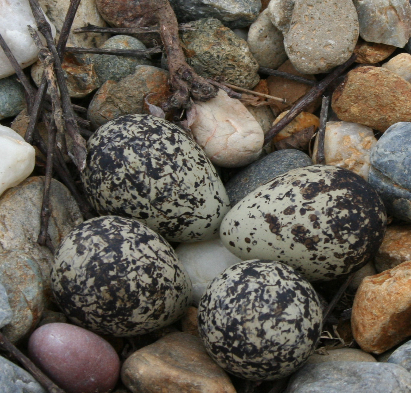 Free Incubation for killdeer eggs Want to share