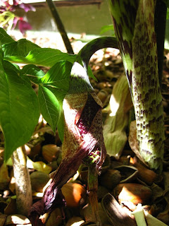 Mystery Inflorescence - Perhaps Voodoo Lily