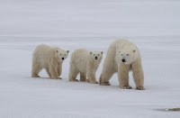 p-animal-Polar-Bear, p for Polar-Bear clipart