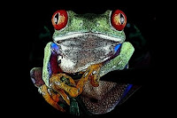 R-animal-red eyed tree frog, R for red eyed tree frog pictures