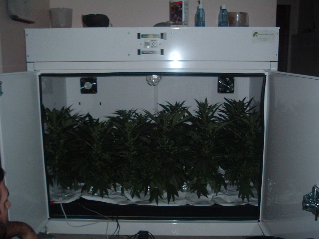 [day+21+only+3+weeks+of+flowering+and+noy+much+space+is+left+to+fill.jpg]