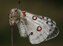 PARNASSIUS APOLLO POZAZALENSIS