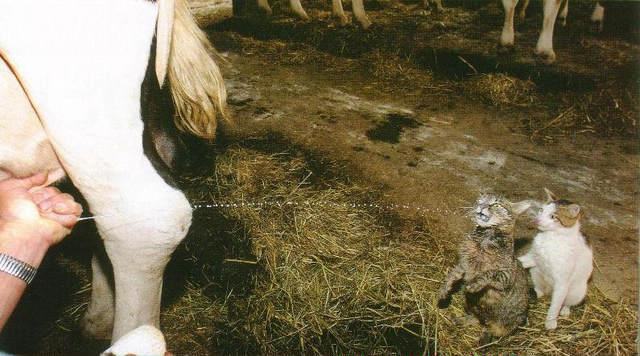 [image00623-792741.jpg]